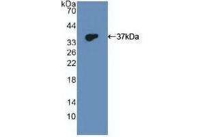 Western blot analysis of recombinant Human DUSP6. (DUSP6 antibody  (AA 1-300))