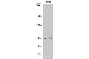 Western Blotting (WB) image for anti-DNA (Cytosine-5-)-Methyltransferase 3 beta (DNMT3B) (N-Term) antibody (ABIN3174798) (DNMT3B antibody  (N-Term))