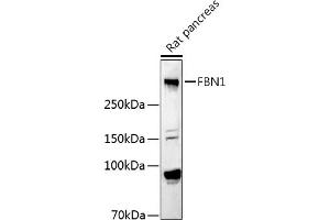 Western blot analysis of extracts of Rat pancreas, using FBN1 antibody (ABIN7267176) at 1:1000 dilution. (Fibrillin 1 antibody  (AA 360-460))