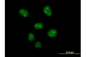 Immunofluorescence of purified MaxPab antibody to USF2 on HeLa cell. (USF2 antibody  (AA 1-346))