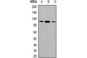 Western blot analysis of SRSF5 expression in HeLa (A), RAW264. (SRSF5 antibody)