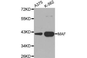 Western Blotting (WB) image for anti-V-Maf Musculoaponeurotic Fibrosarcoma Oncogene Homolog (Avian) (MAF) antibody (ABIN1873583)