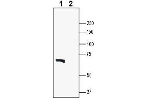 anti-Leucine Rich Repeat Transmembrane Neuronal 2 (LRRTM2) (AA 47-61), (Extracellular) antibody