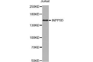 Western blot analysis of extracts of Jurkat cell line, using INPP5D antibody. (INPP5D antibody  (AA 959-1188))