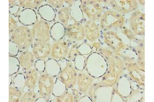 Immunohistochemistry of paraffin-embedded human kidney tissue using ABIN7170829 at dilution of 1:100 (SDF2 antibody  (AA 19-211))