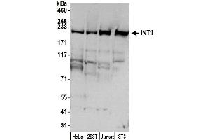 Western Blotting (WB) image for anti-Integrator Complex Subunit 1 (INTS1) (AA 150-200) antibody (ABIN7451568)