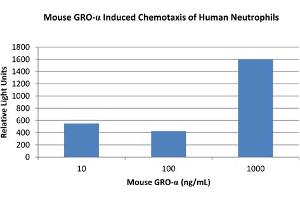 SDS-PAGE (SDS) image for Chemokine (C-X-C Motif) Ligand 1 (Melanoma Growth Stimulating Activity, Alpha) (CXCL1) protein (ABIN6699666)