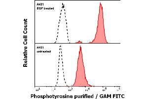 Anti-Phosphotyrosine purified antibody (clone P-Tyr-01) Specificity Verification by Flow Cytometry Anti-Phosphotyrosine purified antibody (concentration in sample 2 μg/mL, GAM FITC, red-filled histogram) binds specifically to surface phosphotyrosines in EGF treated A431 cells (upper panel), but not to the untreated A431 cells (lower panel).