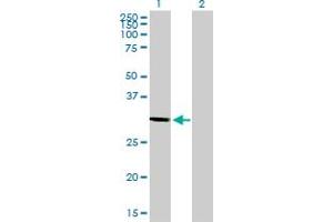 STX1A antibody  (AA 1-251)