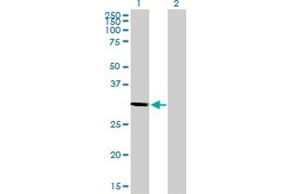 STX1A antibody  (AA 1-251)