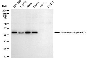 Western blotting analysis using exosome component 3 antibody (ABIN7798548).