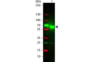Western Blot of Texas Conjugated Goat Anti-Rat IgA (Alpha chain) Secondary Antibody. (Goat anti-Rat IgA Antibody (Texas Red (TR)))