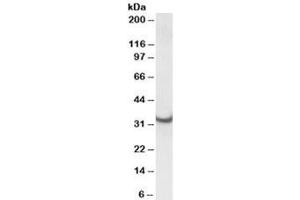 Western blot testing of rat heart lysate with ATP5C1 antibody at 0. (ATP5C1 antibody)