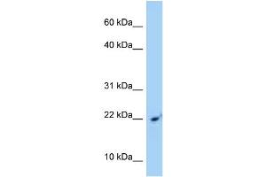WB Suggested Anti-SRP14 Antibody Titration: 1.