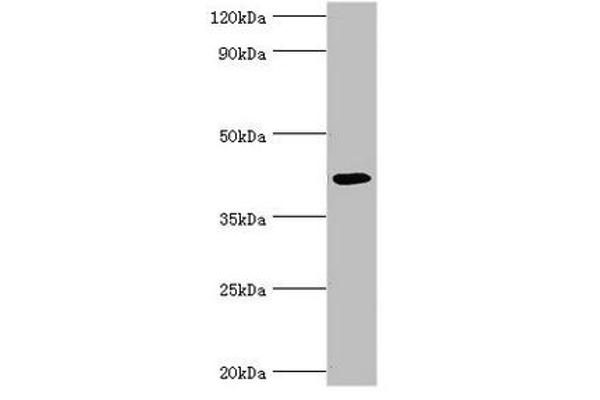 ALKBH1 antibody  (AA 110-389)