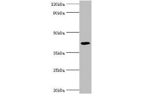 Western blot All lanes: Alkylated DNA repair protein alkB homolog 1 antibody at 9 μg/mL + Mouse kidney tissue Secondary Goat polyclonal to rabbit IgG at 1/10000 dilution Predicted band size: 44 kDa Observed band size: 44 kDa (ALKBH1 antibody  (AA 110-389))