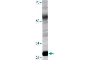 Western blot analysis of HeLa cell lysate with HSPB1 polyclonal antibody  at 1:500 dilution. (HSP27 antibody)