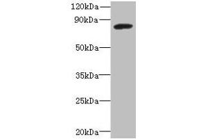 Western blot All lanes: PBXIP1 antibody at 4 μg/mL + A549 whole cell lysate Secondary Goat polyclonal to rabbit IgG at 1/10000 dilution Predicted band size: 81, 78, 73 kDa Observed band size: 81 kDa (PBXIP1 antibody  (AA 361-600))