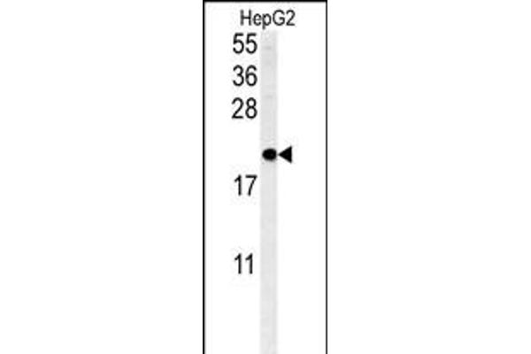 SFT2D3 antibody  (N-Term)