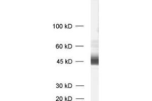 dilution: 1 : 1000, sample: synaptic membrane fraction of rat brain (LP1) (MCTS1 antibody)
