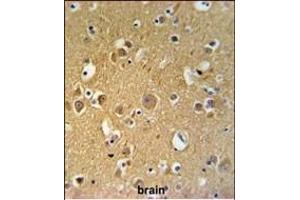 TUBB2C Antibody (Center) (ABIN651319 and ABIN2840186) IHC analysis in formalin fixed and paraffin embedded human brain tissue followed by peroxidase conjugation of the secondary antibody and DAB staining. (TUBB2C antibody  (AA 99-125))