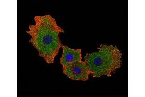 Fluorescent confocal image of MCF-7 cell stained with SMAD9 antibody at 1:25. (SMAD9 antibody  (AA 200-228))