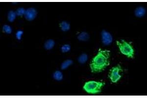 Immunofluorescence (IF) image for anti-Lipoprotein Lipase (LPL) (AA 28-475) antibody (ABIN1491319) (Lipoprotein Lipase antibody  (AA 28-475))