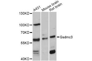 Western blot analysis of extracts of various cell lines, using GSDMC Antibody (ABIN5997854) at 1:3000 dilution. (Gasdermin C3 antibody)