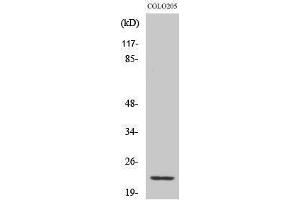 Western Blotting (WB) image for anti-NADH Dehydrogenase (Ubiquinone) 1 beta Subcomplex, 9, 22kDa (NDUFB9) (Internal Region) antibody (ABIN3185799) (NDUFB9 antibody  (Internal Region))