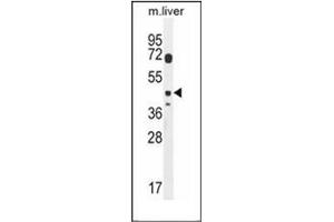 Western blot analysis of DTWD2 Antibody (Center) in mouse liver tissue lysates (35ug/lane). (DTWD2 antibody  (Middle Region))