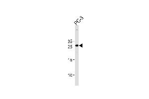 HOXC6 Antibody (C-term) (ABIN651425 and ABIN2840232) western blot analysis in PC-3 cell line lysates (35 μg/lane). (Homeobox C6 antibody  (C-Term))