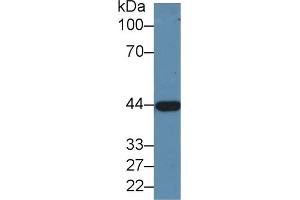 Western blot analysis of Pig Liver lysate, using Human ADH1 Antibody (1. (ADH1 antibody  (AA 169-370))