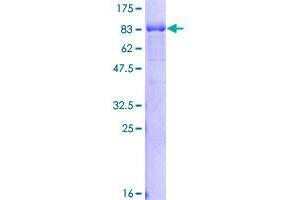 Image no. 1 for Rabaptin, RAB GTPase Binding Effector Protein 2 (RABEP2) (AA 1-533) protein (GST tag) (ABIN1317223) (RABEP2 Protein (AA 1-533) (GST tag))
