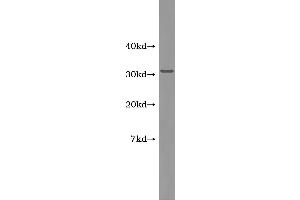 Western Blotting (WB) image for Tumor Necrosis Factor (Ligand) Superfamily, Member 13b (TNFSF13B) ELISA Kit (ABIN1113641) (BAFF ELISA Kit)