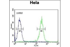 RAD26 Antibody (N-term) (ABIN654126 and ABIN2844001) flow cytometric analysis of Hela cells (right histogram) compared to a negative control cell (left histogram). (ERCC6 antibody  (N-Term))