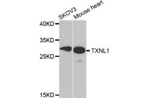 Western blot analysis of extracts of various cell lines, using TXNL1 antibody (ABIN5973739) at 1/1000 dilution. (TXNL1 antibody)