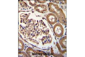 ENPEP Antibody immunohistochemistry analysis in formalin fixed and paraffin embedded human kidney tissue followed by peroxidase conjugation of the secondary antibody and DAB staining.