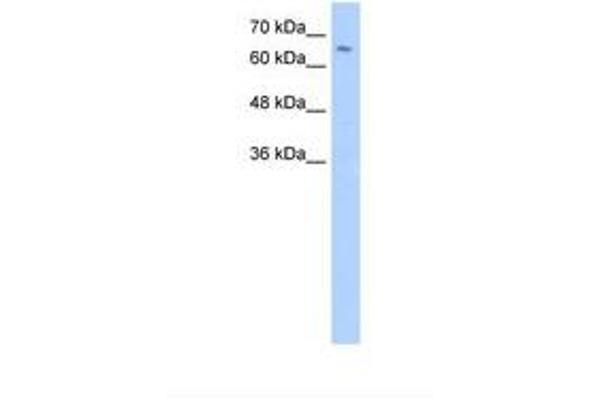 ZFP57 antibody  (N-Term)
