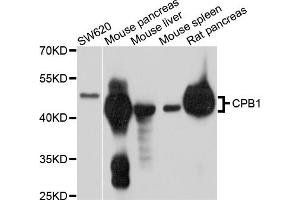 Western blot analysis of extracts of various cell lines, using CPB1 antibody (ABIN4903360) at 1:1000 dilution. (CPB1 antibody)