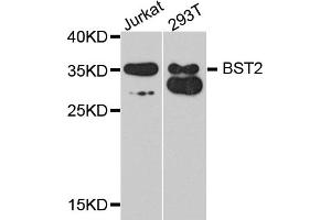 Western blot analysis of extracts of various cell lines, using BST2 antibody (ABIN1871361) at 1:1000 dilution. (BST2 antibody)