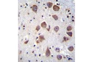 Immunohistochemistry analysis in formalin fixed and paraffin embedded human brain tissue reacted with PDE1B Antibody (C-term) followed by peroxidase conjugation of the secondary antibody and DAB staining. (PDE1B antibody  (C-Term))