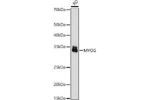 Western blot analysis of extracts of RD cells, using Myogenin antibody (ABIN7268739) at 1:1000 dilution. (Myogenin antibody  (AA 1-1))
