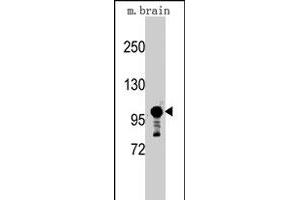 Western blot analysis of Sema5a polyclonal antibody  in mouse brain tissue lysates (35 ug/lane).