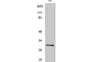 Western Blotting (WB) image for anti-BCL2-Like 1 (BCL2L1) (Thr47) antibody (ABIN5959000) (BCL2L1 antibody  (Thr47))