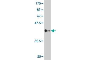 Western Blot detection against Immunogen (36. (ZNF263 antibody  (AA 201-298))