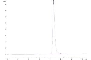 The purity of Cynomolgus LRG1 is greater than 95 % as determined by SEC-HPLC. (LRG1 Protein (AA 72-383) (His tag))
