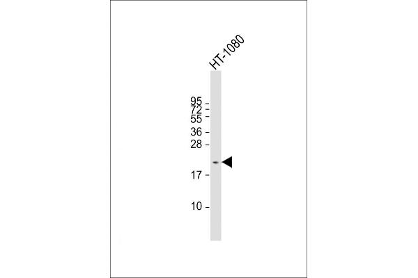 CTAG1A antibody  (N-Term)
