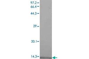 Western blot analysis in CXCL1 recombinant protein with CXCL1 monoclonal antibody, clone 5f252  at 1 : 1000 dilution. (CXCL1 antibody  (AA 36-107))