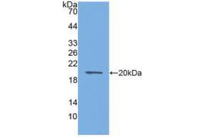 Western blot analysis of recombinant Mouse AQP4. (Aquaporin 4 antibody  (AA 177-304))