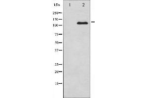 Western blot analysis of M-CSF Receptor expression in LPS treated 293 whole cell lysates,The lane on the left is treated with the antigen-specific peptide. (CSF1R antibody  (C-Term))
